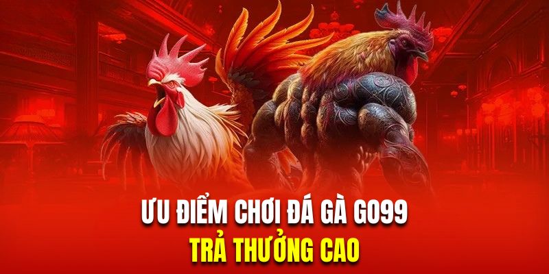 Chọi kê tại nhà cái Go99 có tỷ lệ thưởng cao ngất