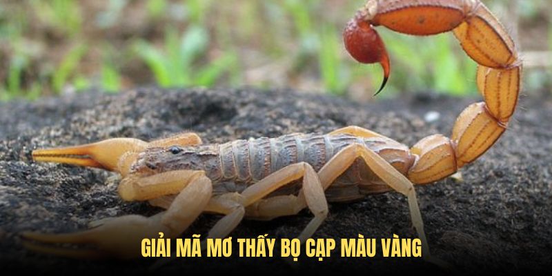 Lý giải giấc chiêm bao bọ cạp màu vàng