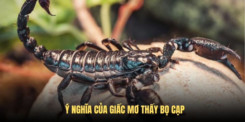 Tìm hiểu từng ý nghĩa khi mơ thấy bọ cạp